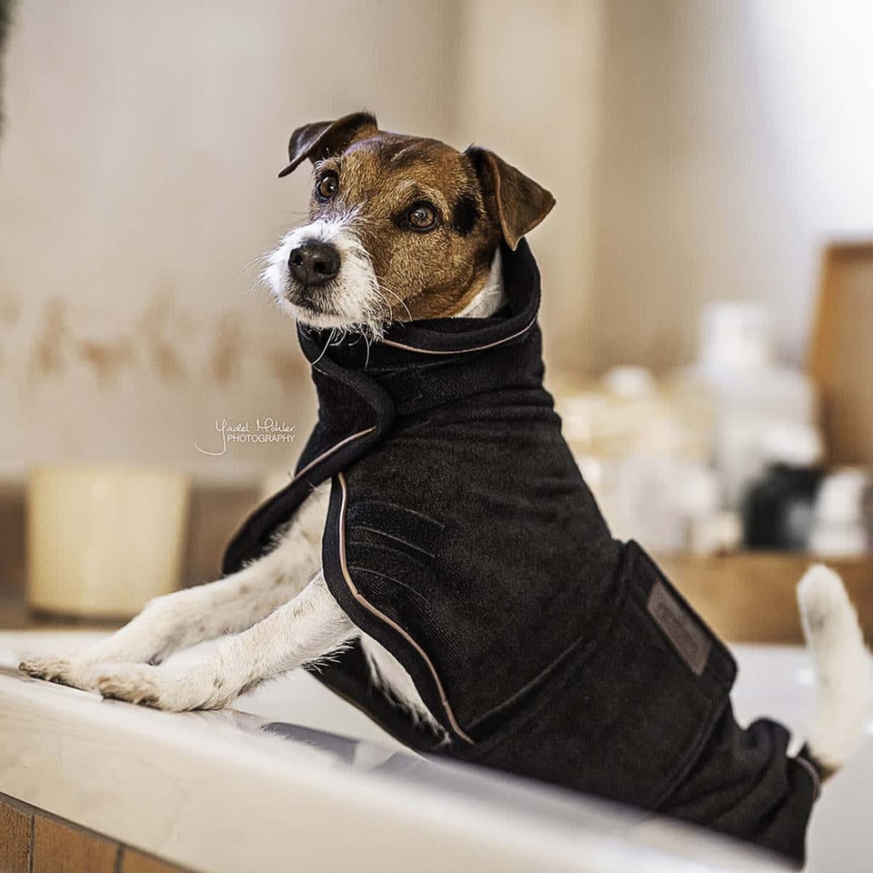 Kentucky Hondenjas Towel