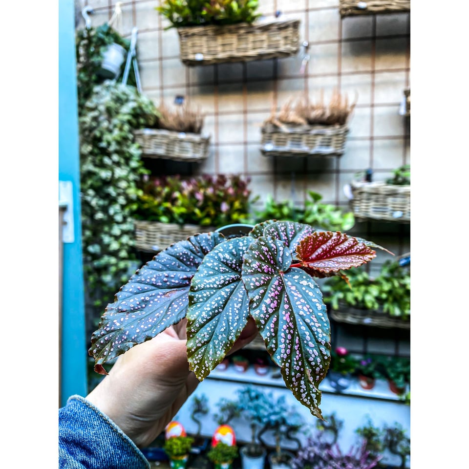 Begonia Pink Spot