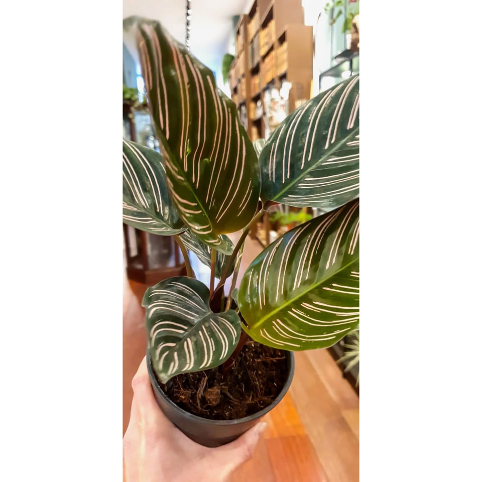 Calathea  sanderiana Ornata