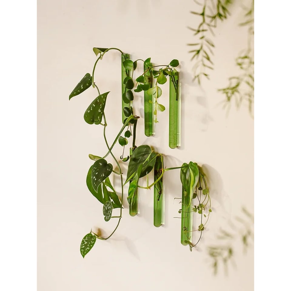 Muurbloempjes Plantenhanger Voor Stekjes Groen 6x