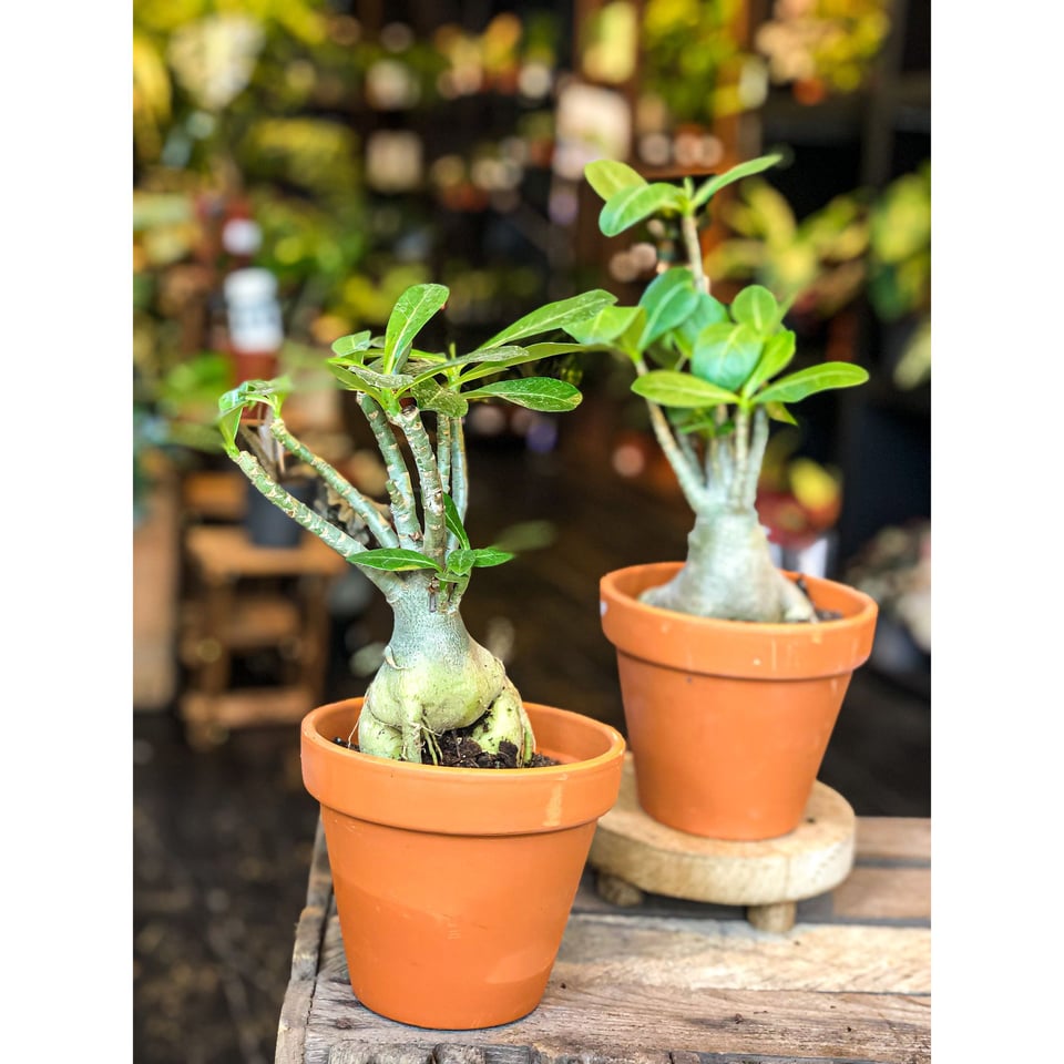 Adenium Obesum (Desert Rose)