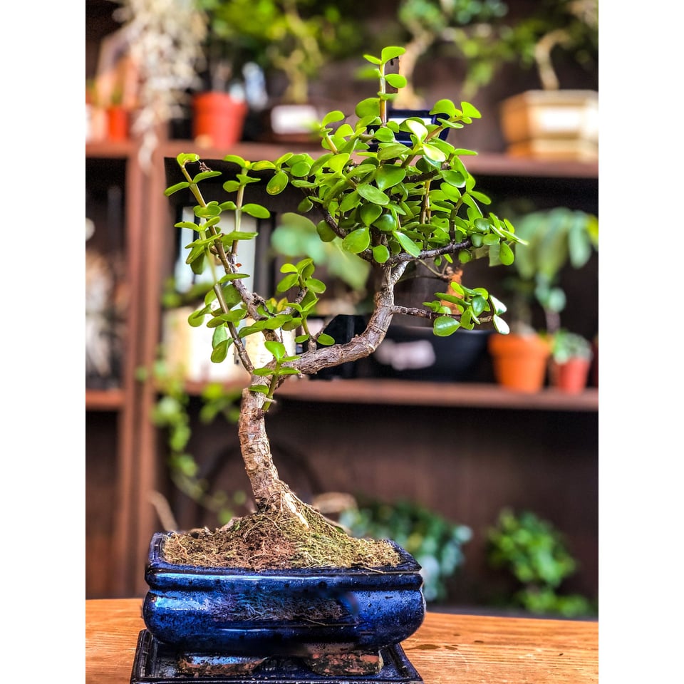 Small Jade Bonsai - Portulacaria (Easy Care)