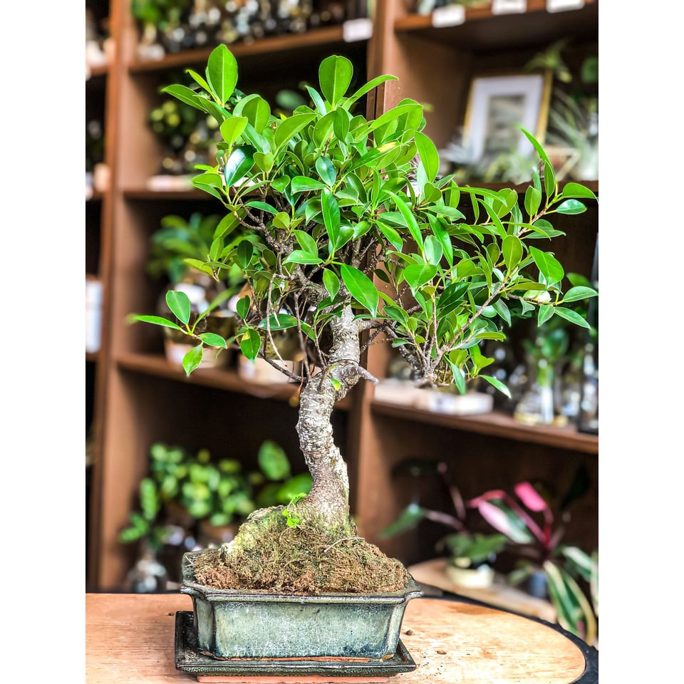 Ficus Bonsai (Beginner Friendly) - Medium