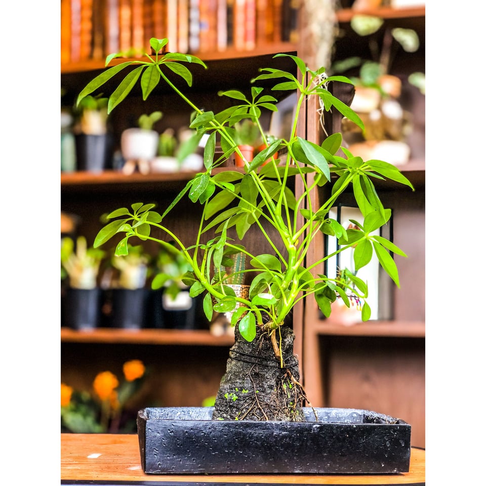 Plants on a Lava Stone