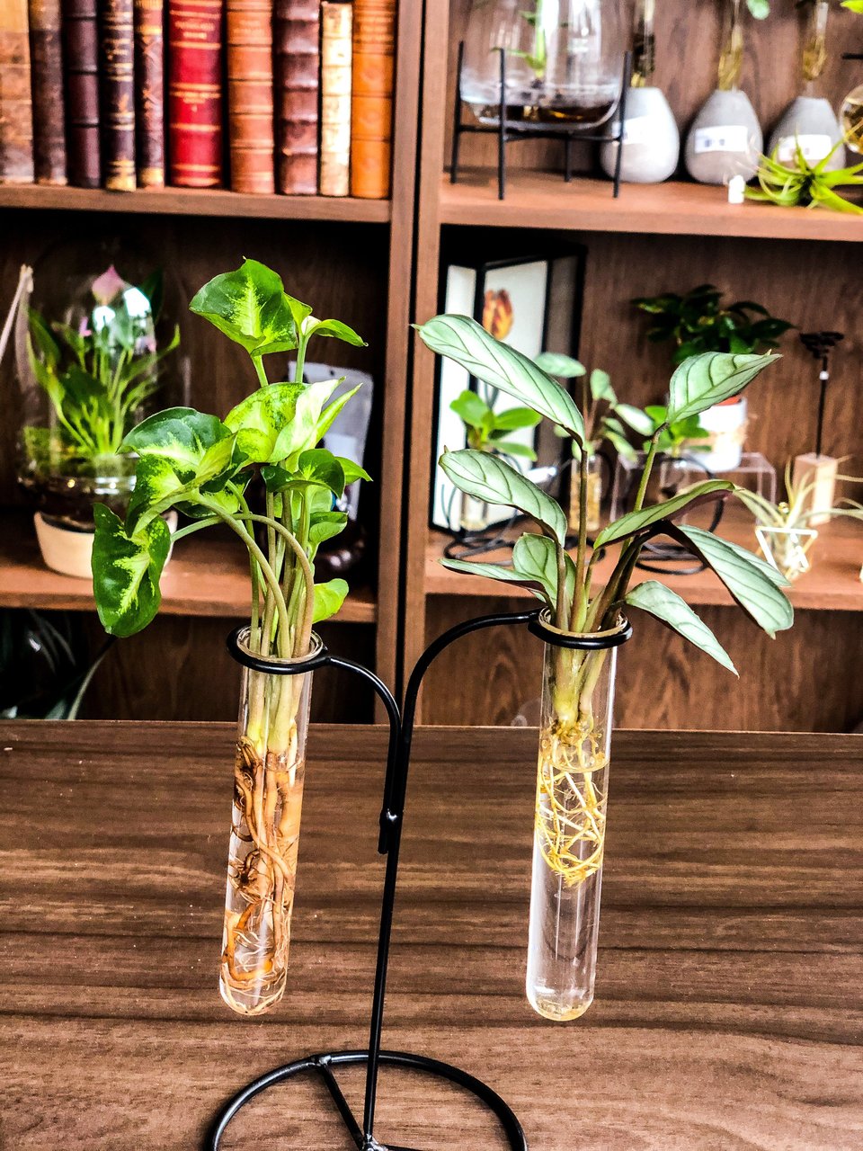 Hydroponic plants in twin tubes