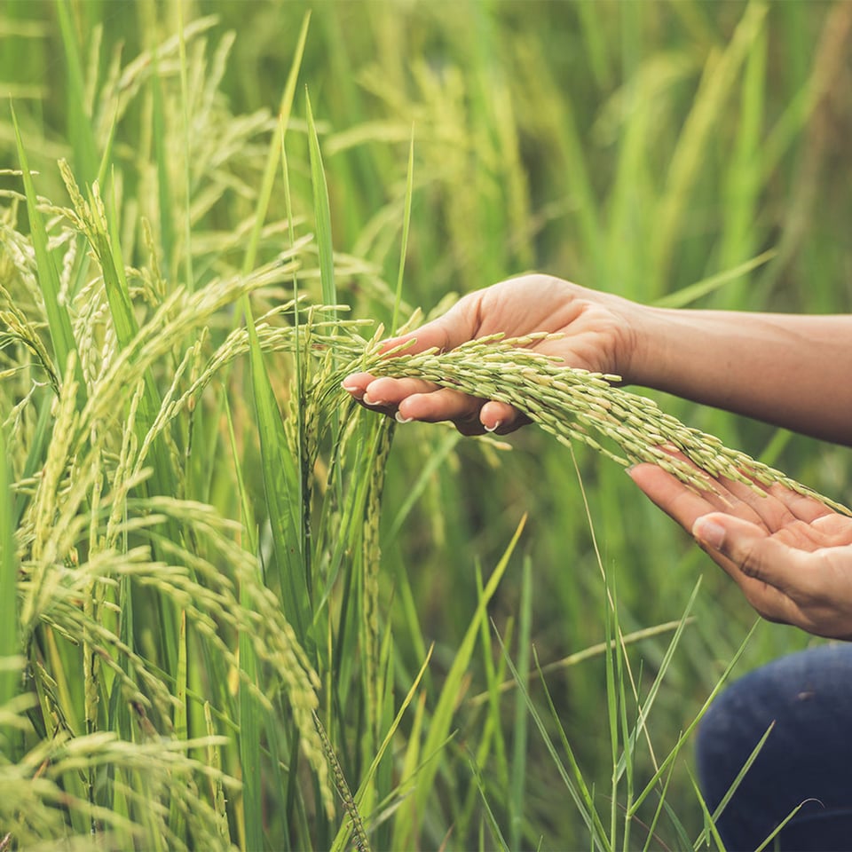 Jasmine White Rice Organic