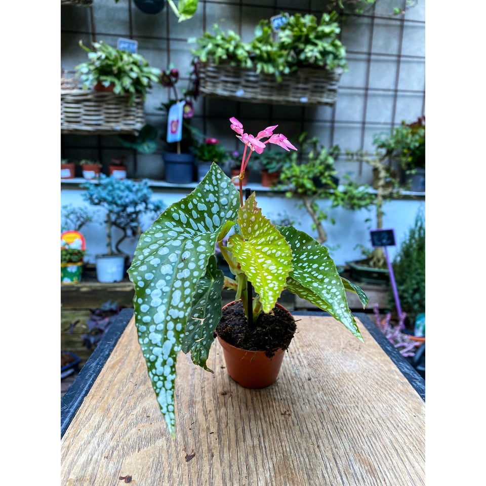 Begonia Maculata mini wings