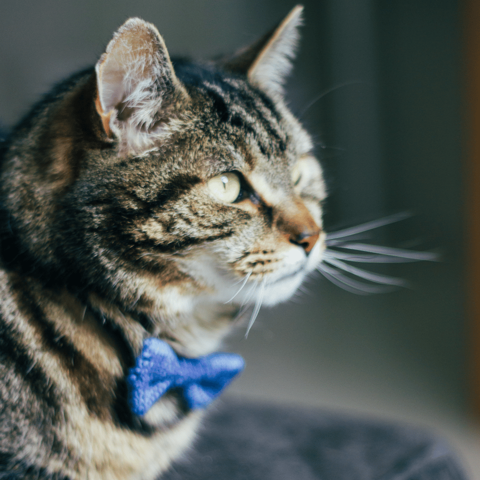 Cat/Tiny Dog Bow Tie (8 Colours Available)