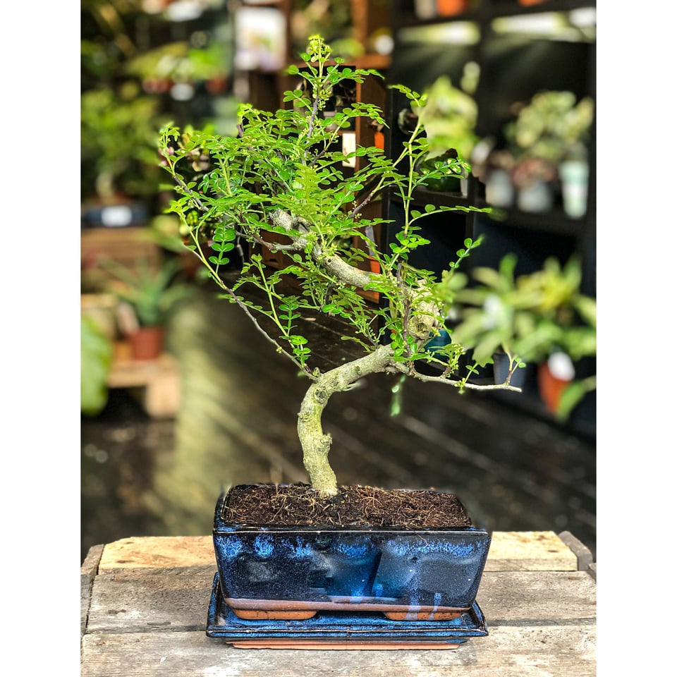 Chinese Pepper Tree  Moyogi Style (S-shaped, Informal Upright Style)