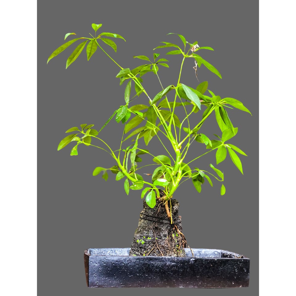 Plants on a Lava Stone