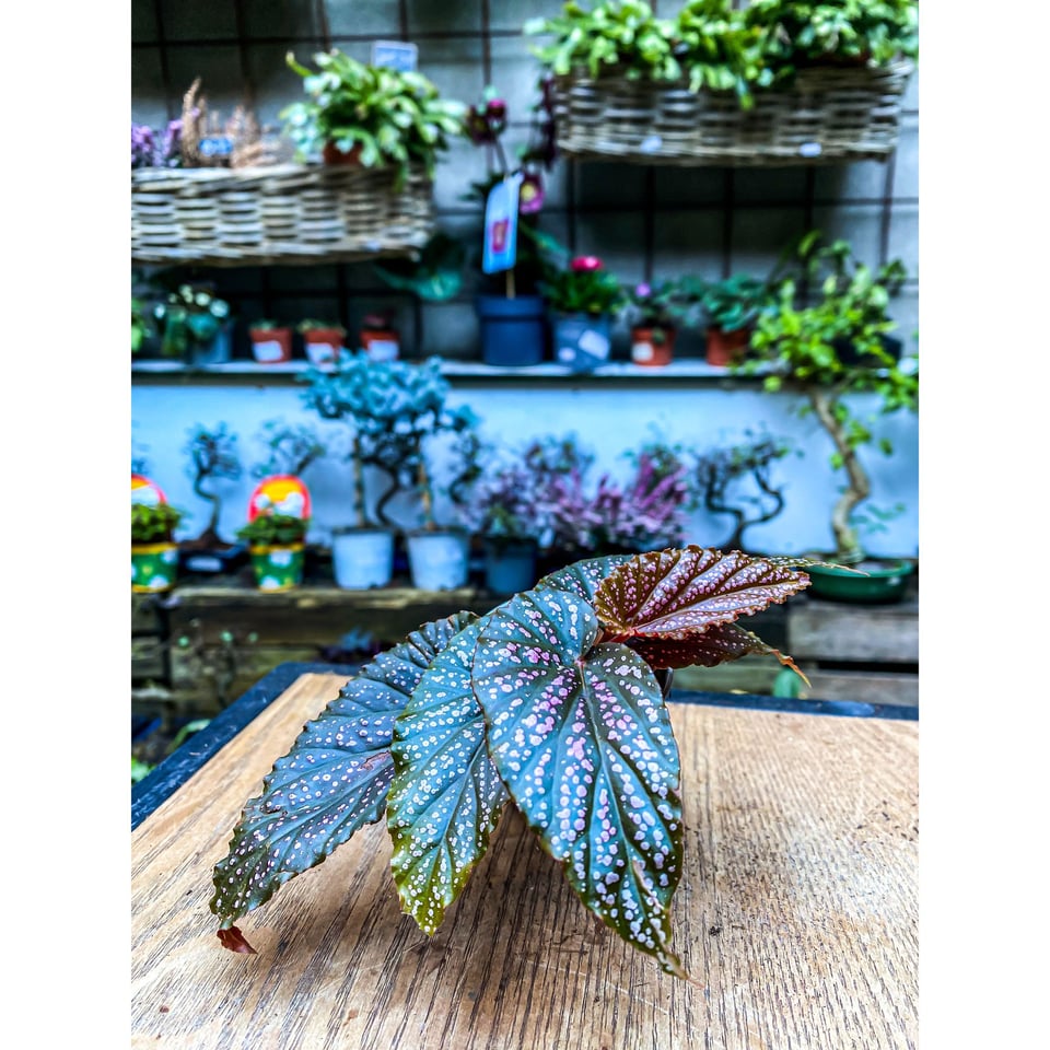 Begonia Pink Spot