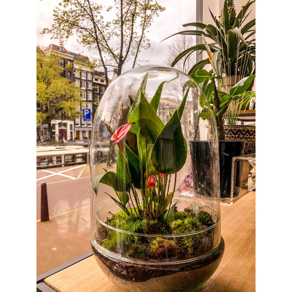 Anthurium Terrarium