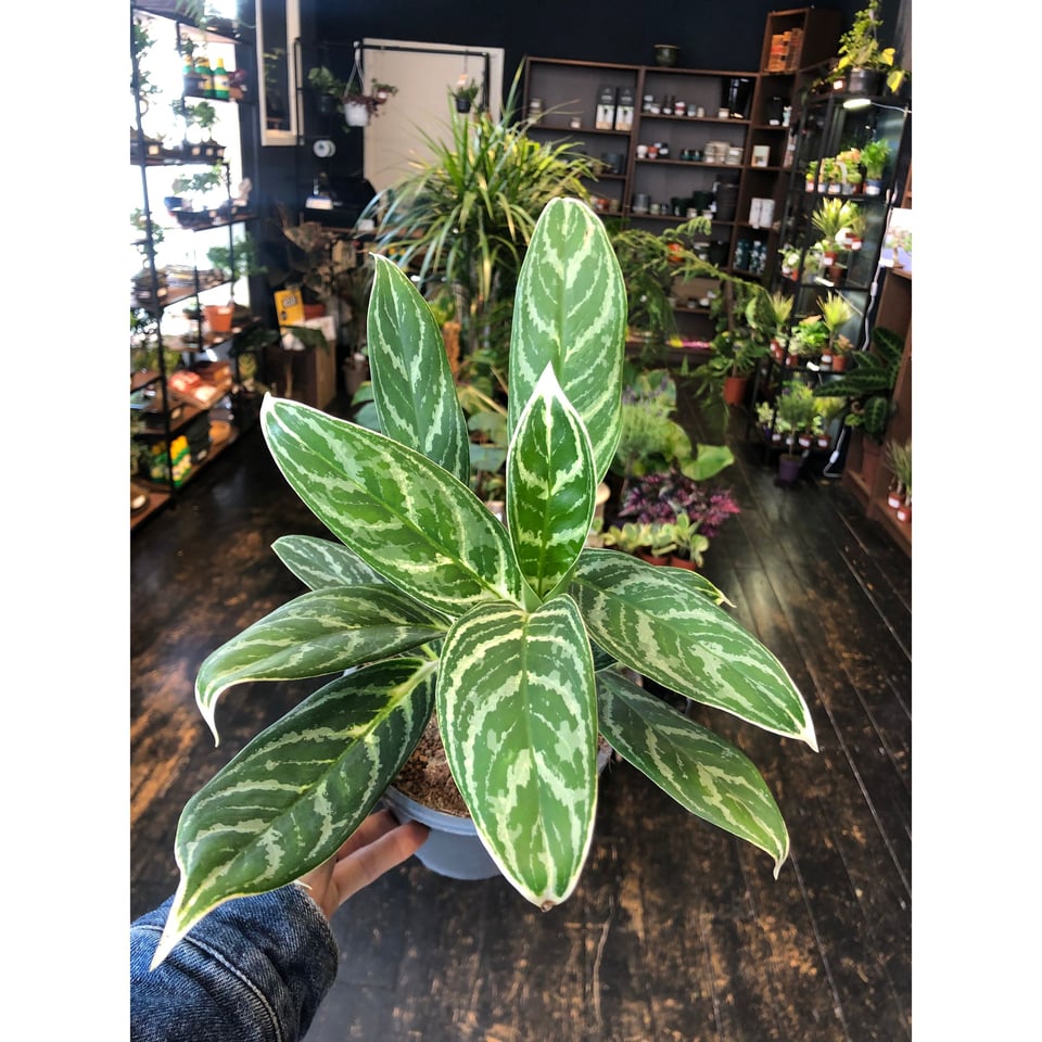 Aglaonema Madonna