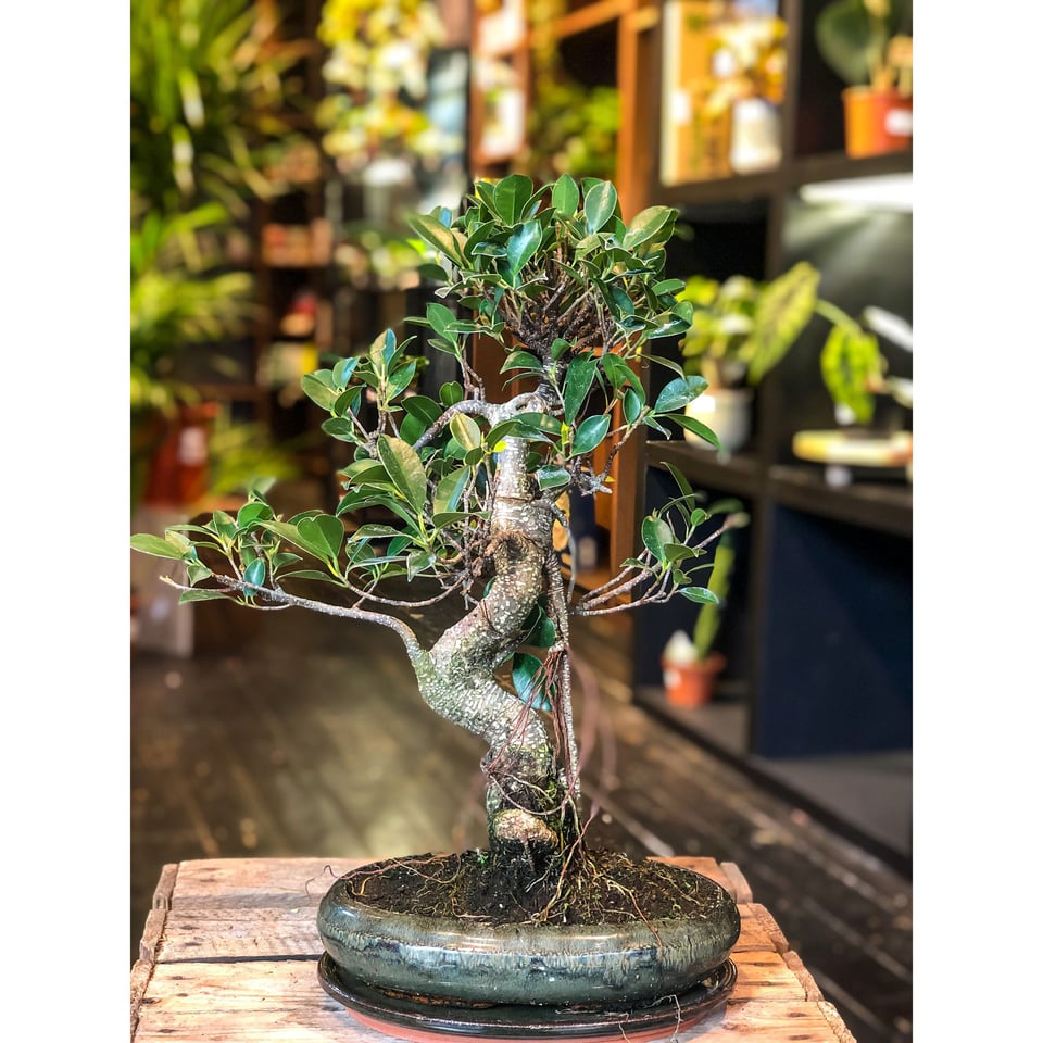 Ficus Bonsai (L)  Moyogi Style (S-shaped)