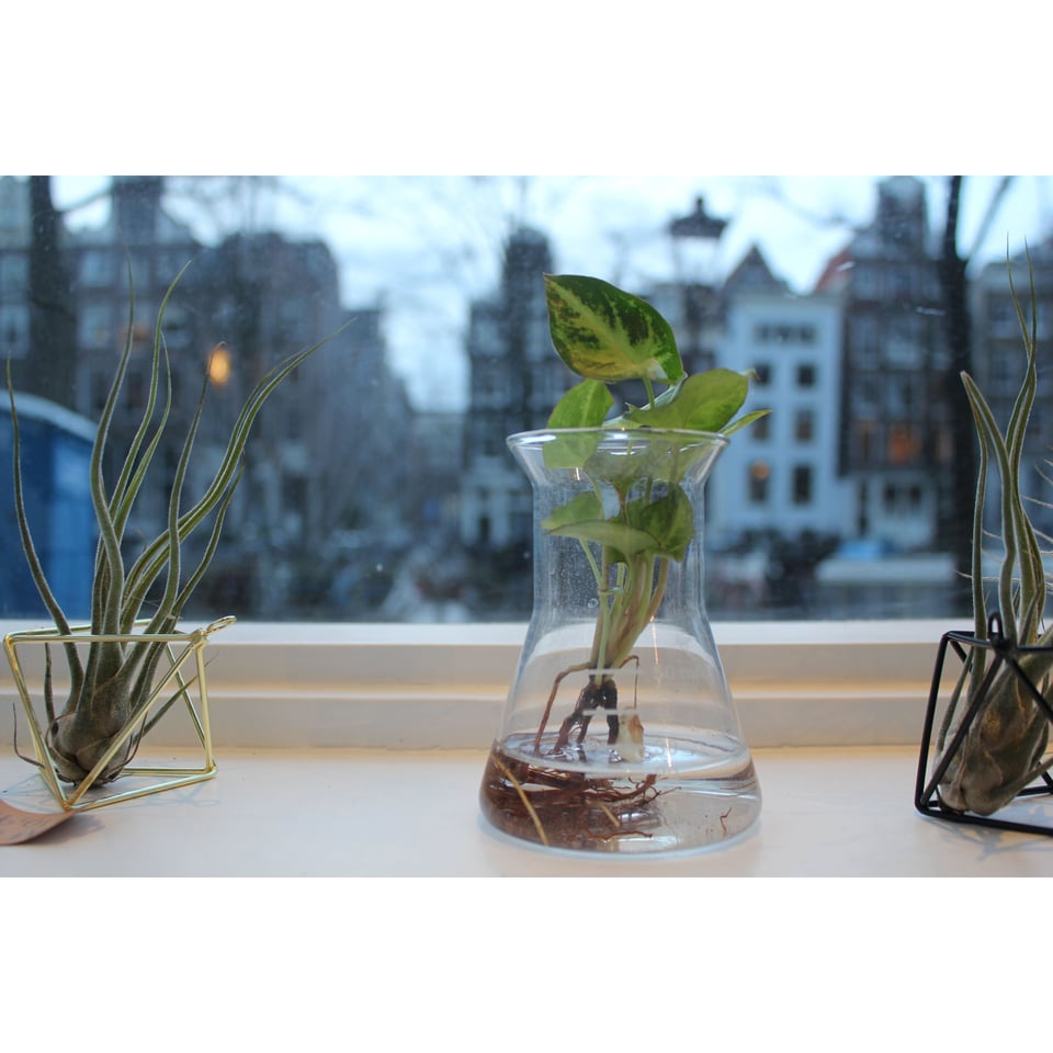 Hydroponics in a Pharmacy Bottle - AT series