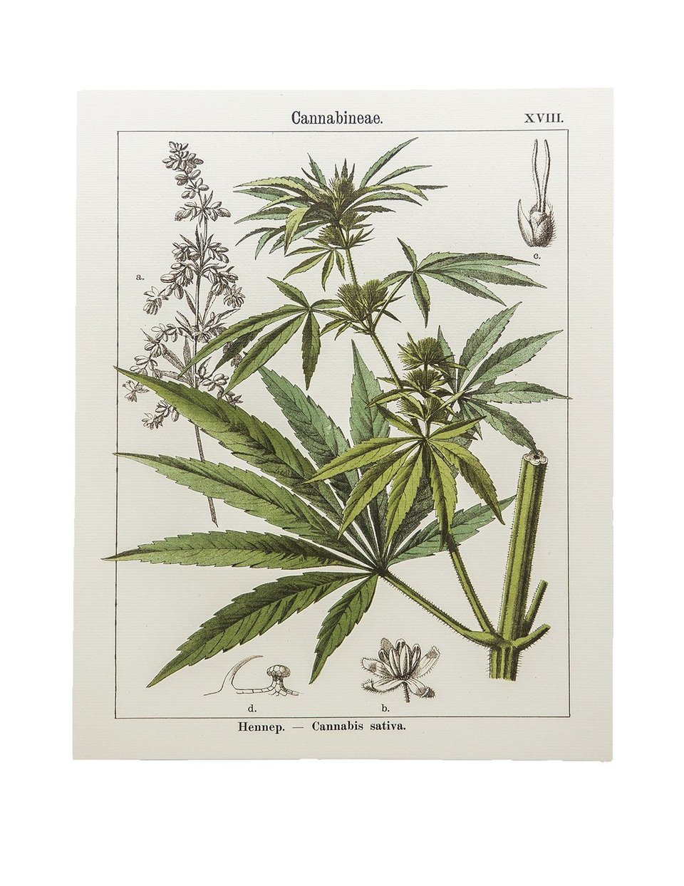 Botanical Hemp Prints  M
