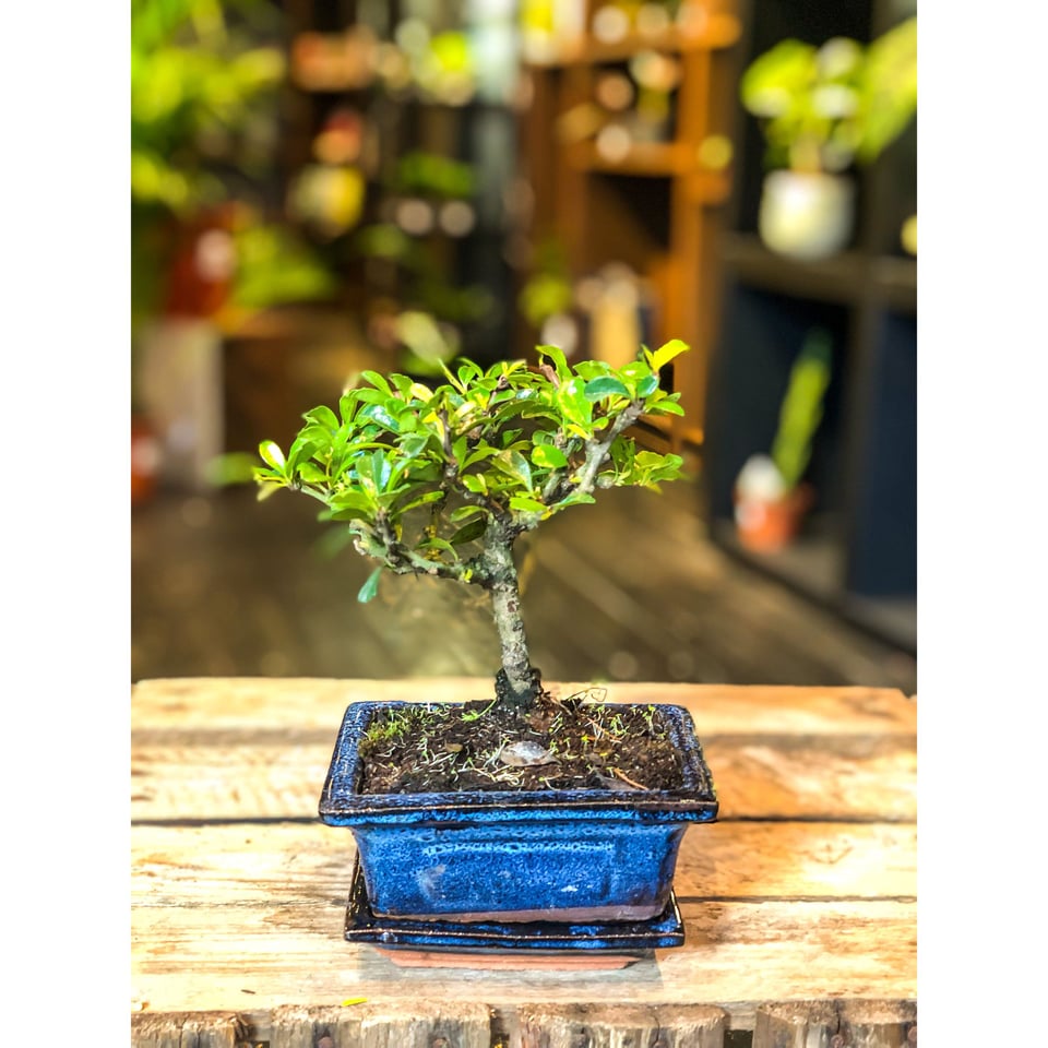 Carmona bonsai - mini
