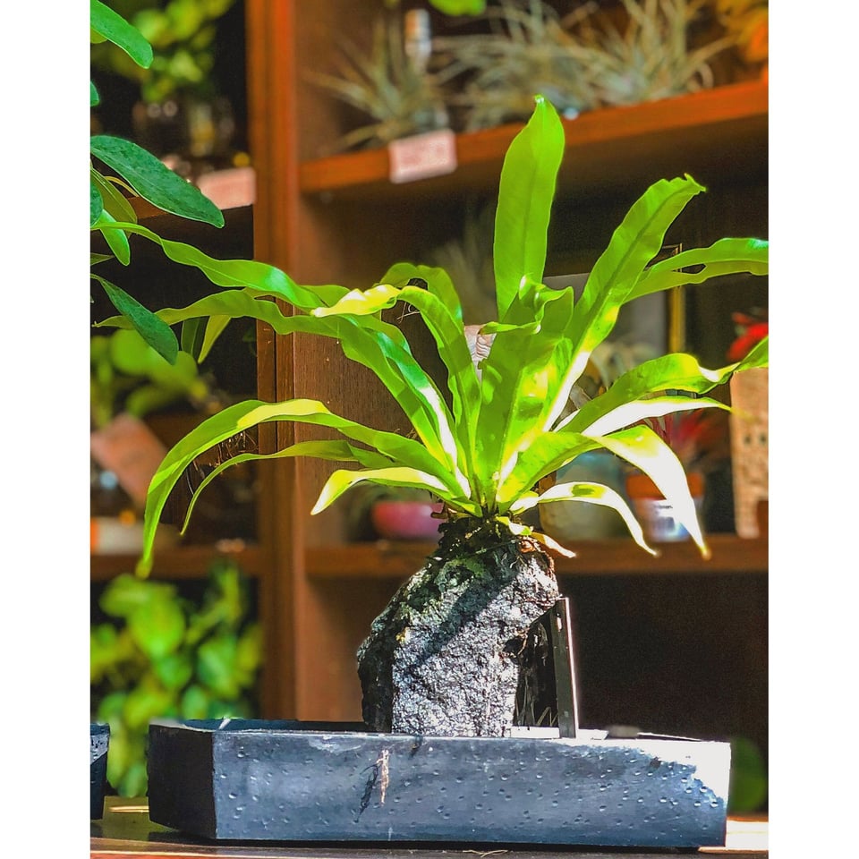 Plants on a Lava Stone