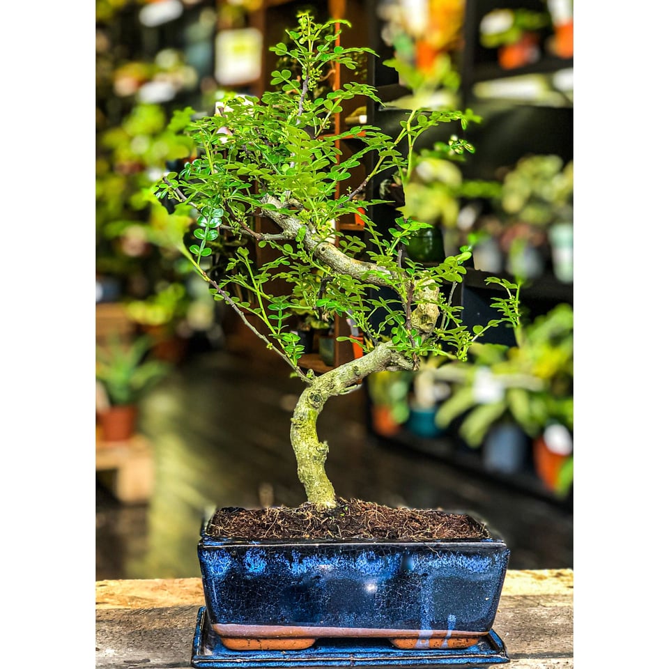 Chinese Pepper Tree  Moyogi Style (S-shaped, Informal Upright Style)
