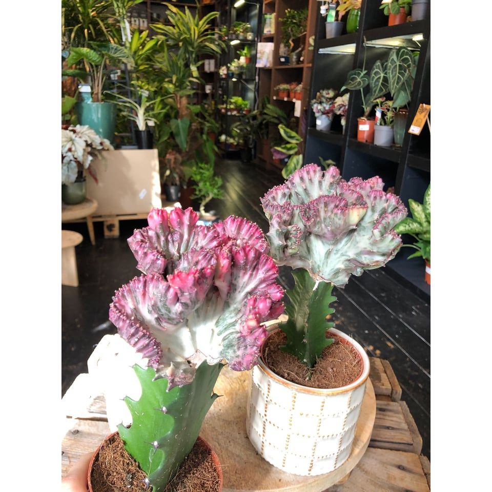 Euphorbia Lactea Cristata