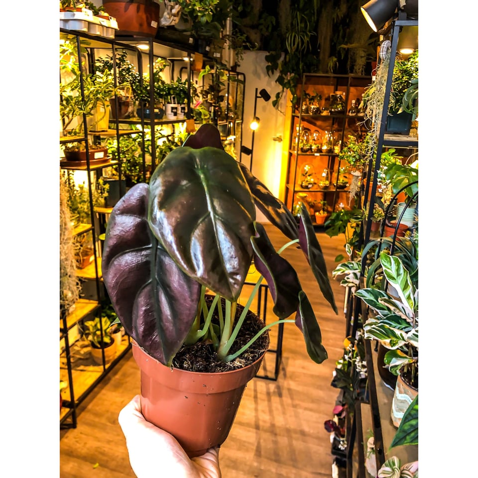 Alocasia Red Secret