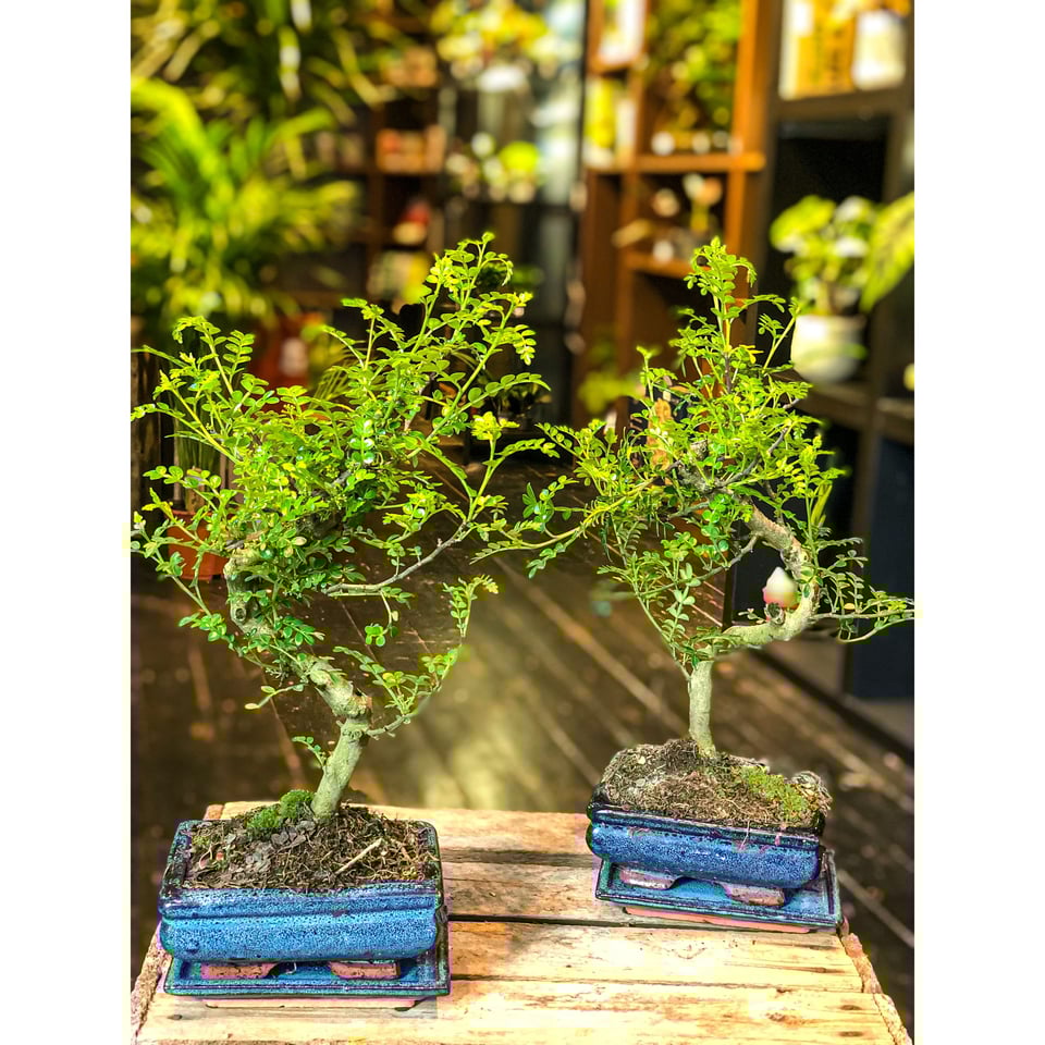 Chinese Pepper Tree  Moyogi Style (S-shaped, Informal Upright Style)