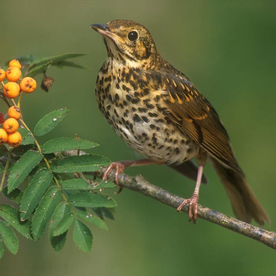 Vogelhuisje Satellite Zanglijster Eiken Hout