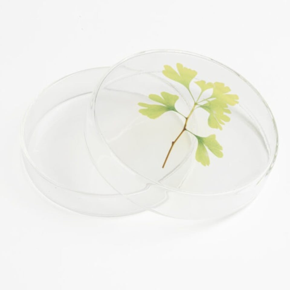 Tiny Nature Box-Ginko