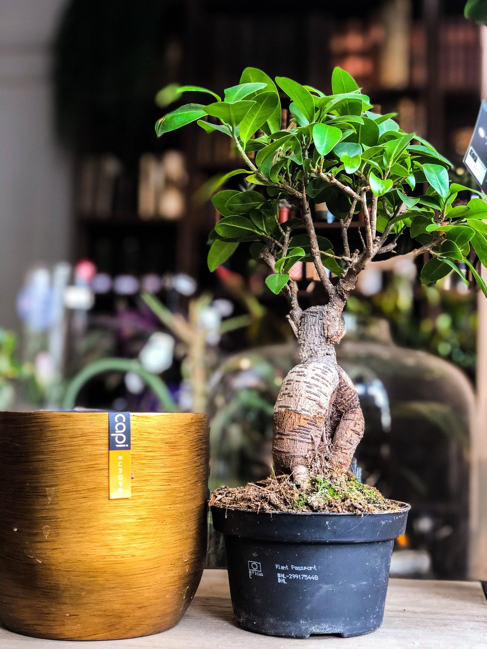 Ficus Ginseng