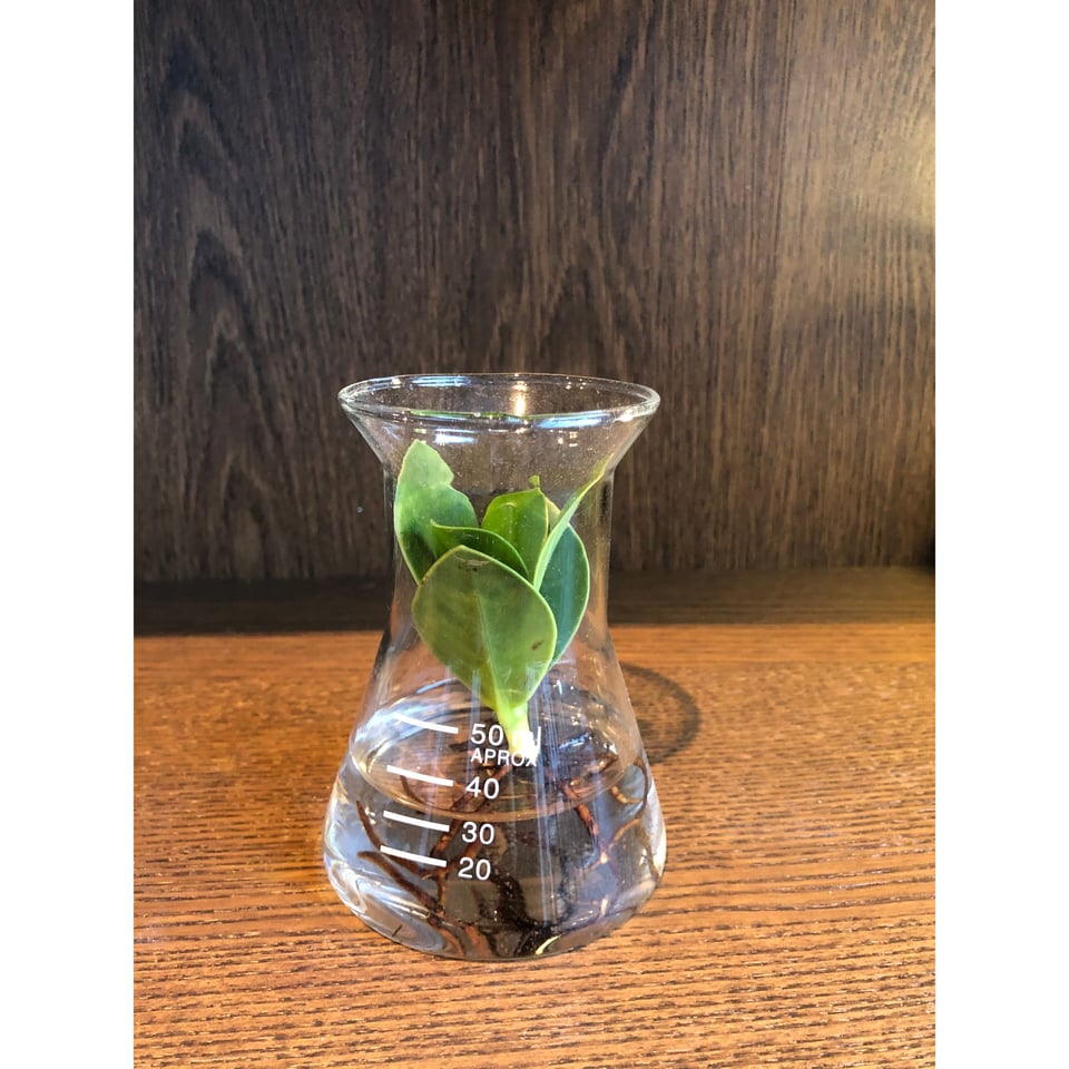 Hydroponics in a Pharmacy Bottle - AT series