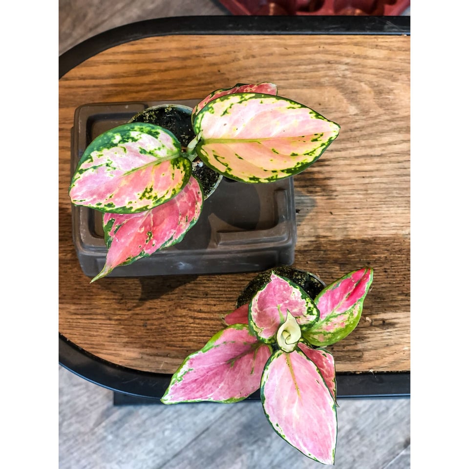Aglaonema Red Zirkon