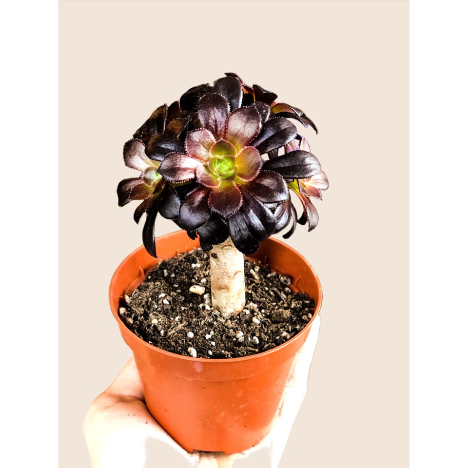 Aeonium arboreum (Succulent Flower Tree)