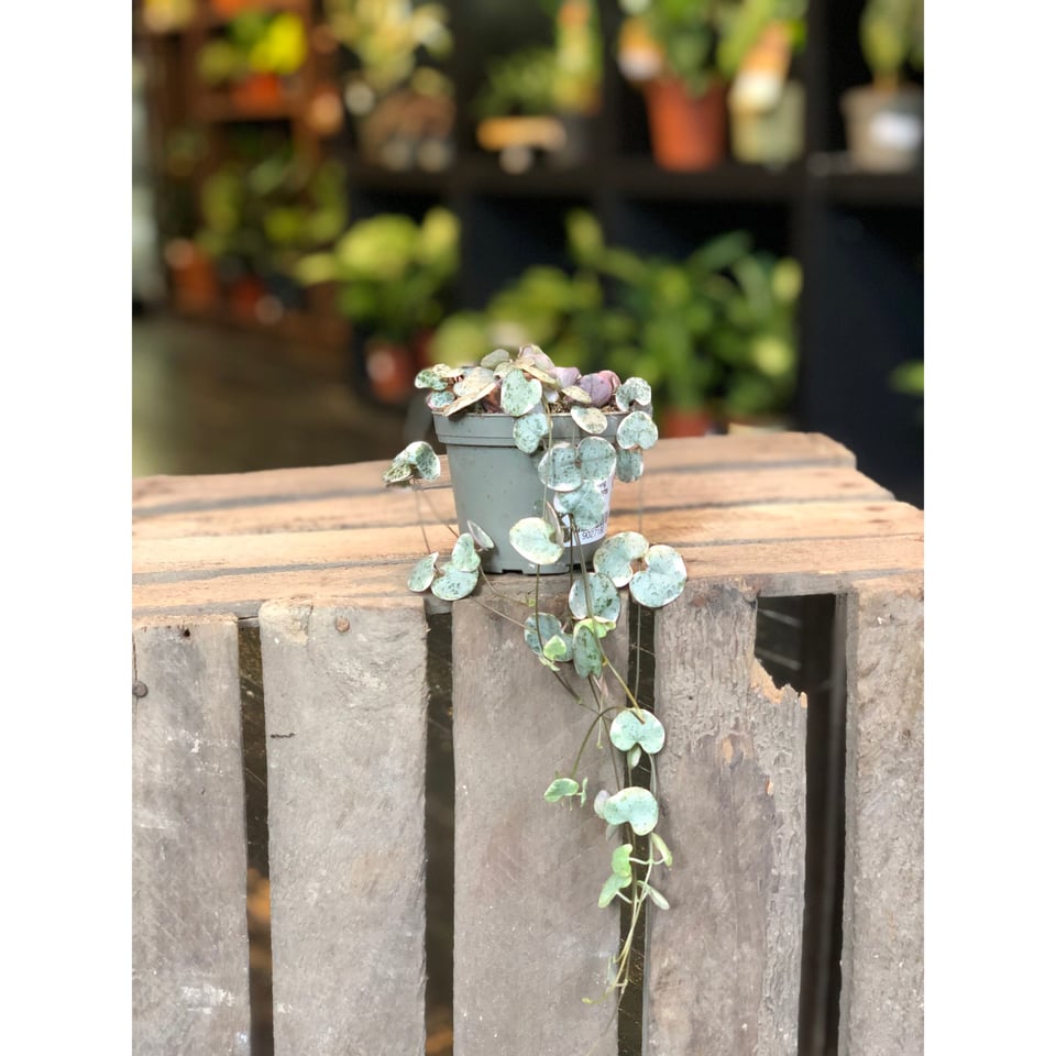 String of Hearts (Ceropegia Woodii)