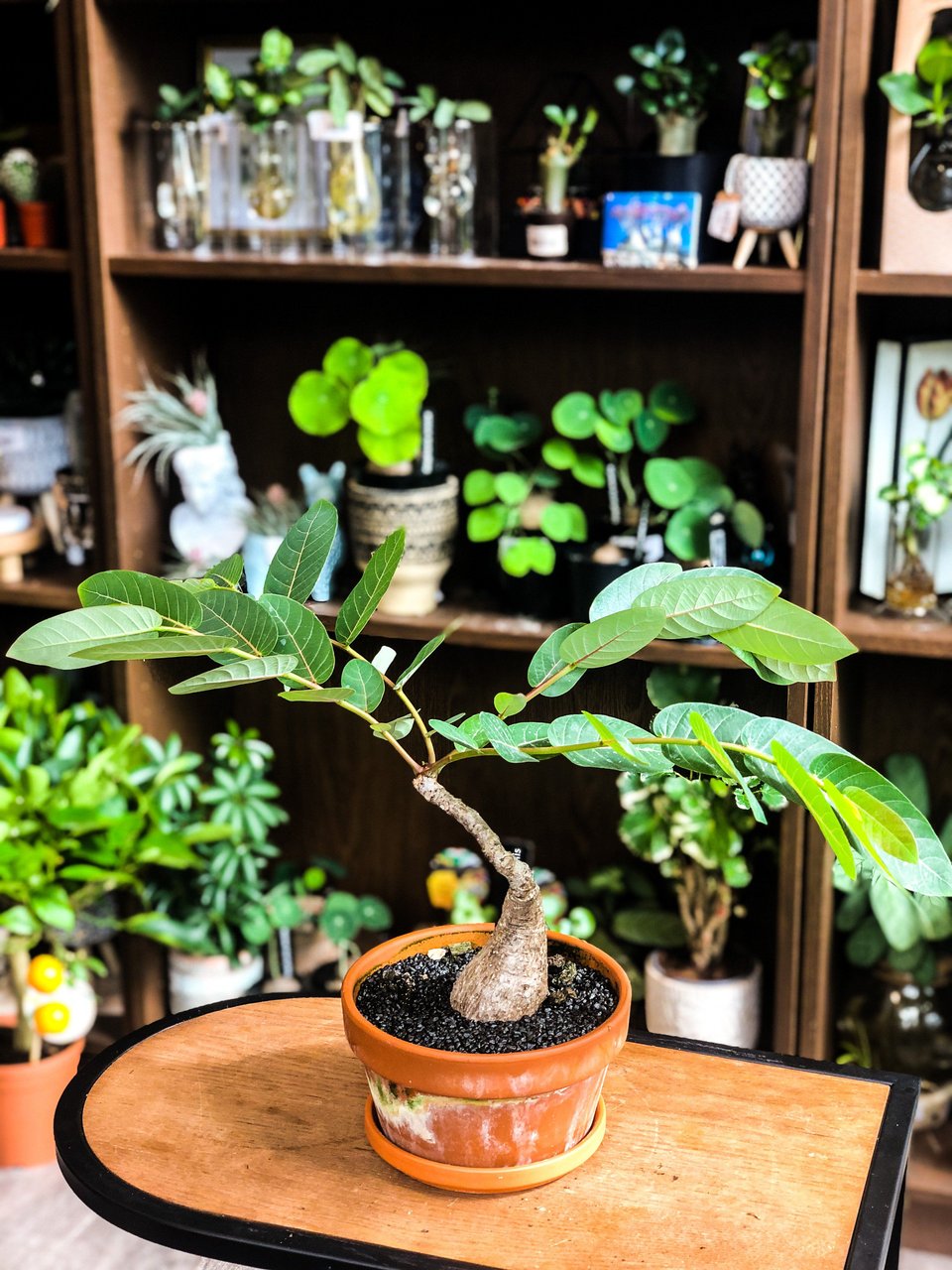 Phyllanthus Mirabilis