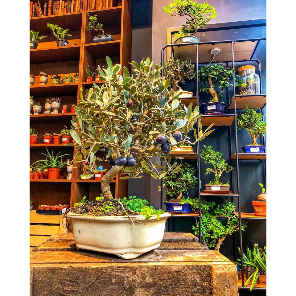 Olive Bonsai Tree