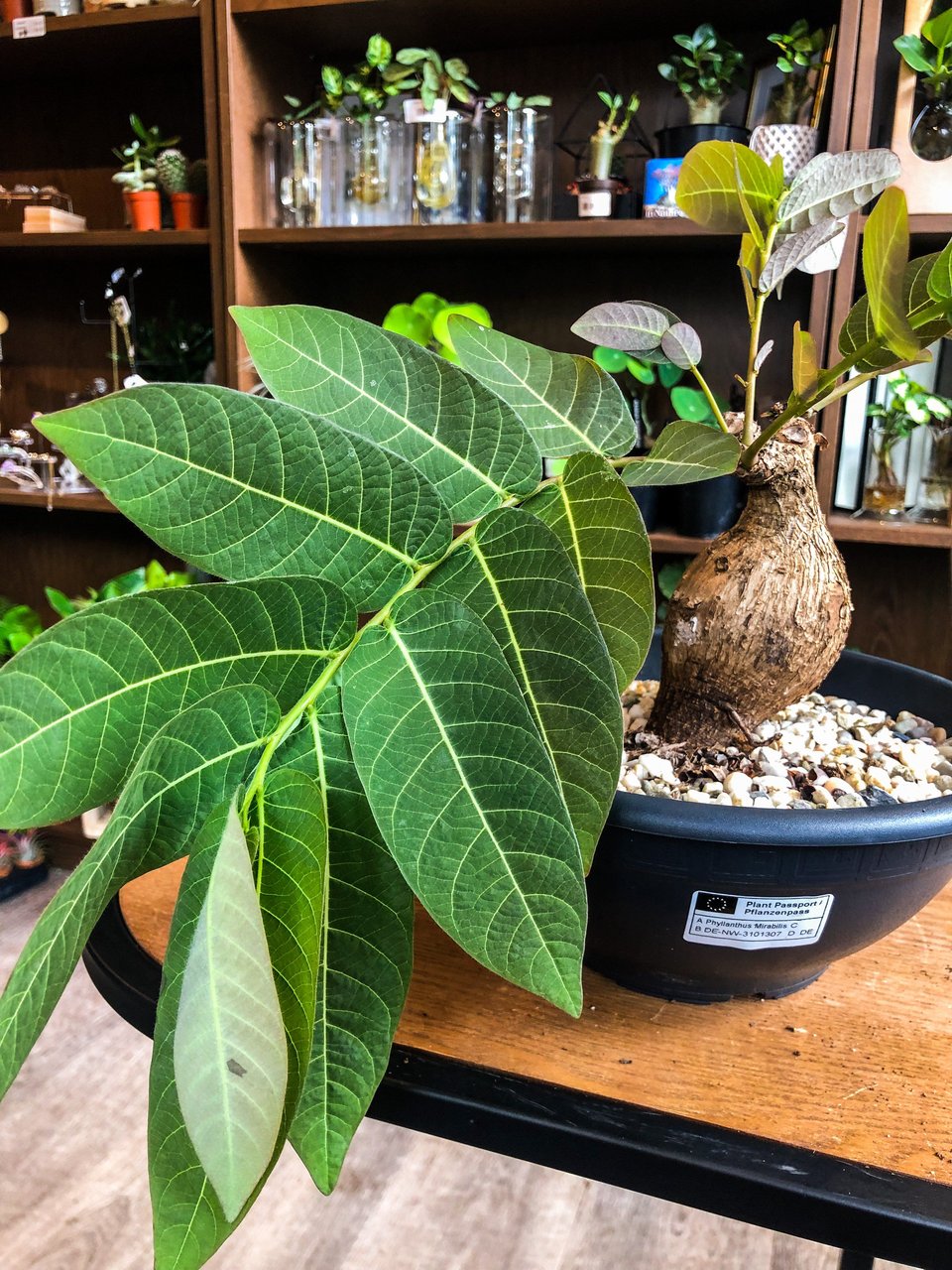 Phyllanthus Mirabilis
