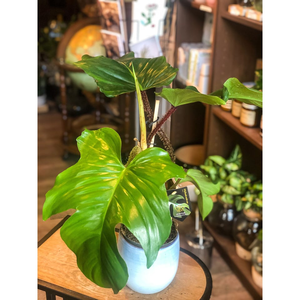 Philodendron Squamiferum Ichtus