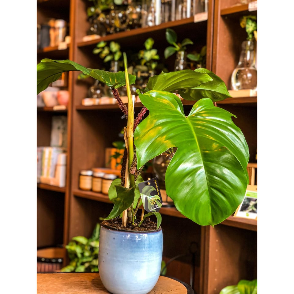 Philodendron Squamiferum Ichtus