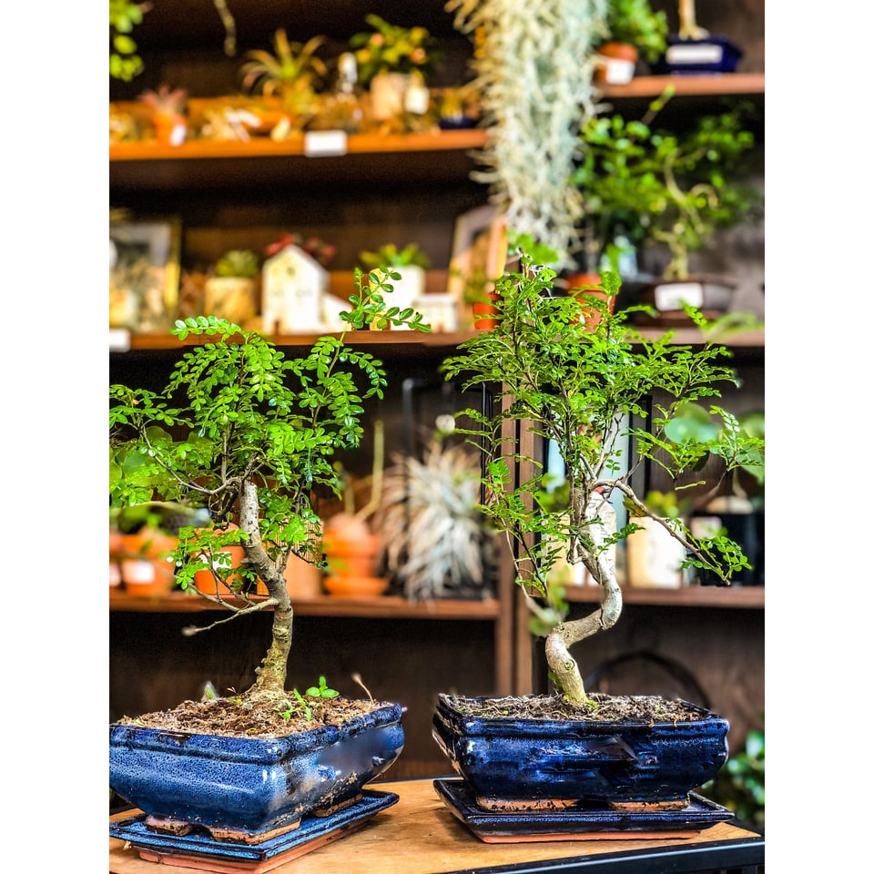 Chinese Pepper Tree  Moyogi Style (S-shaped, Informal Upright Style)