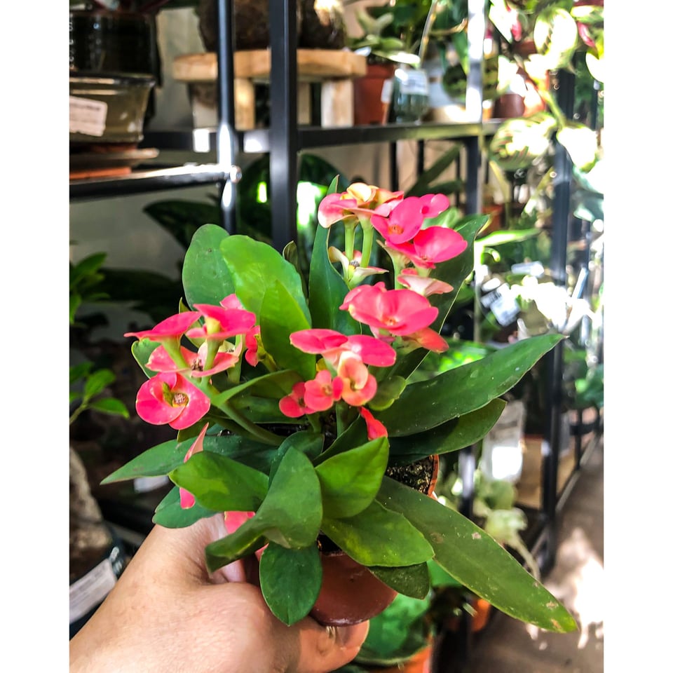 Euphorbia milii (Crown of Thorns)