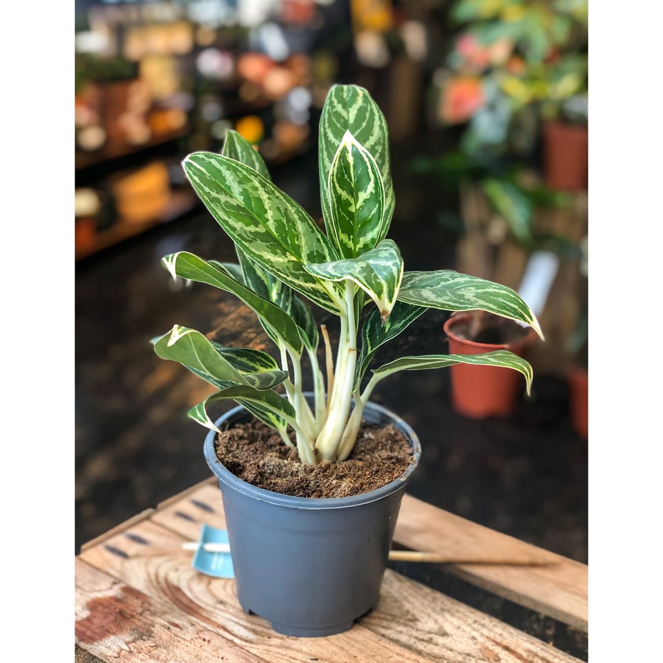 Aglaonema Madonna