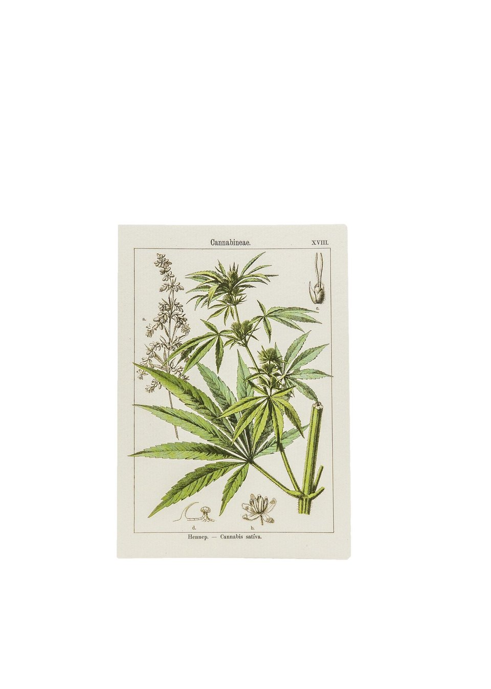 Botanical Hemp Postcards