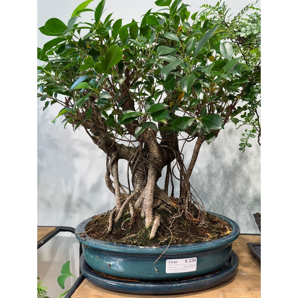 Large Ficus Bonsai