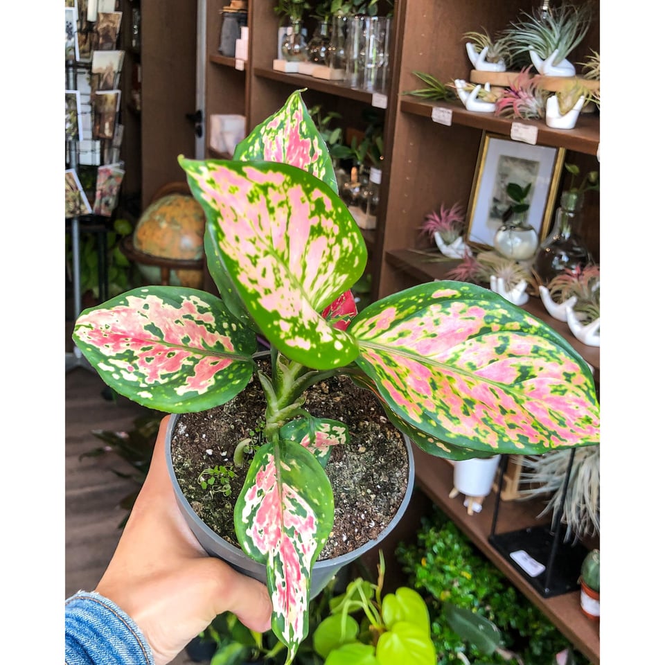 Aglaonema Red Zirkon