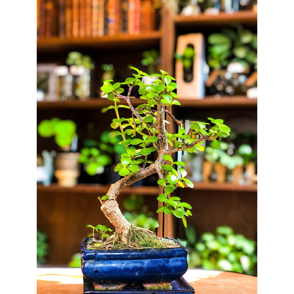 Small Jade Bonsai - Portulacaria (Easy Care)