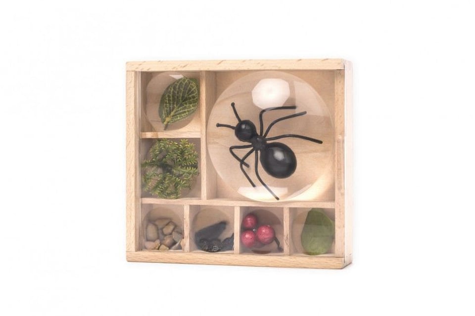 Insectendoos - Huckleberry