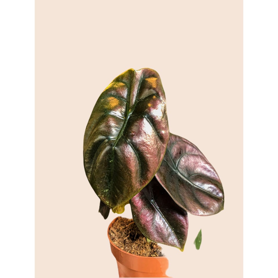 Alocasia Red Secret