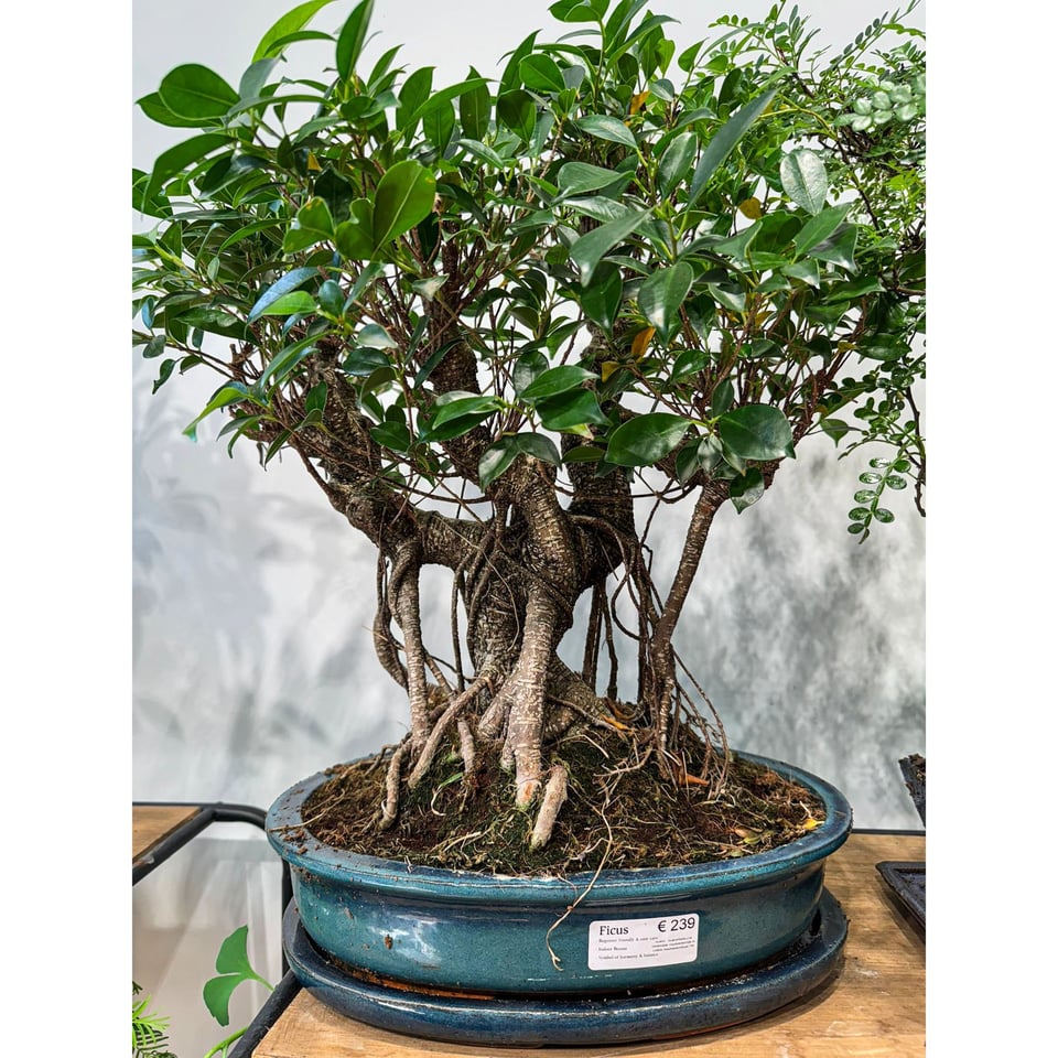 Large Ficus Bonsai