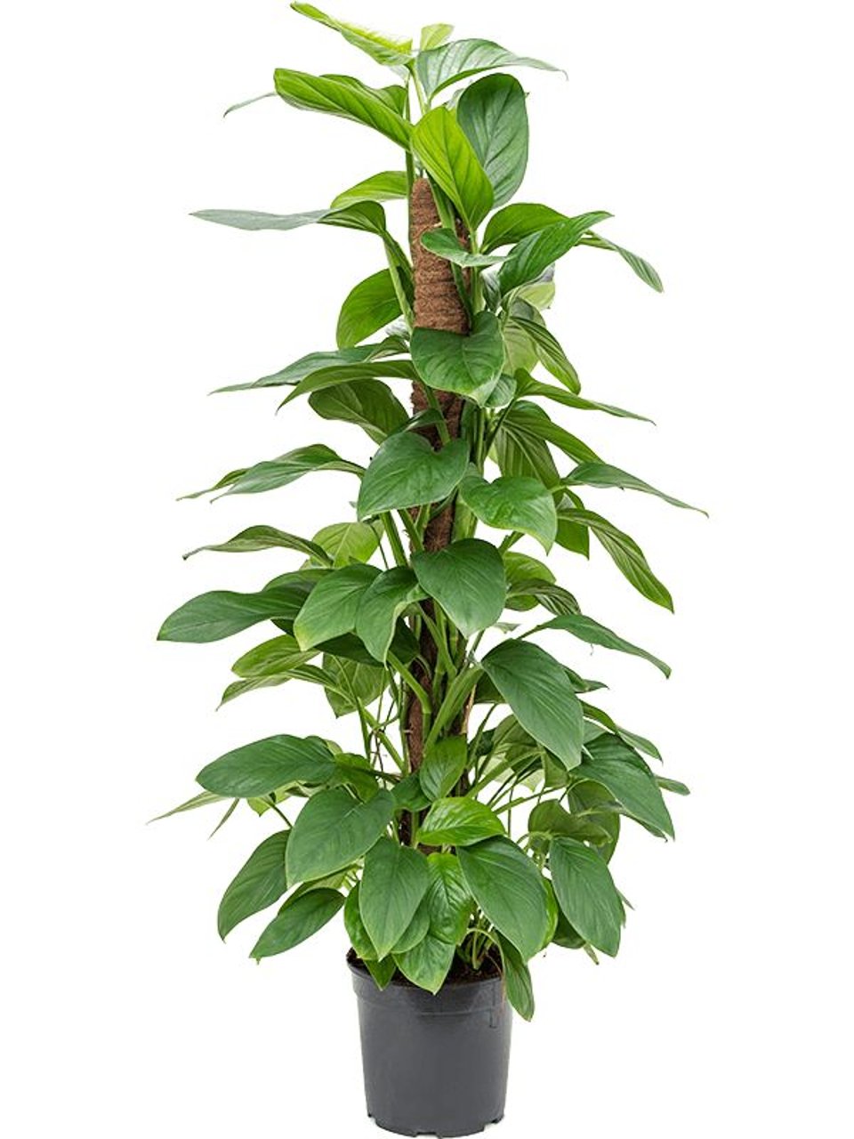 Philodendron Guttiferro