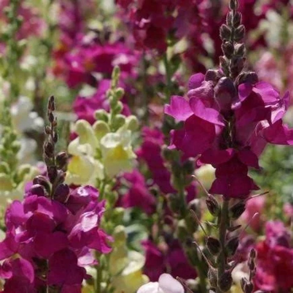 Leeuwenbek - Antirrhinum Majus